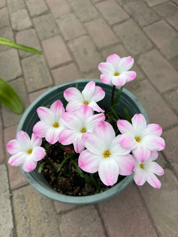 秋天种植 韭兰酢浆草香雪兰