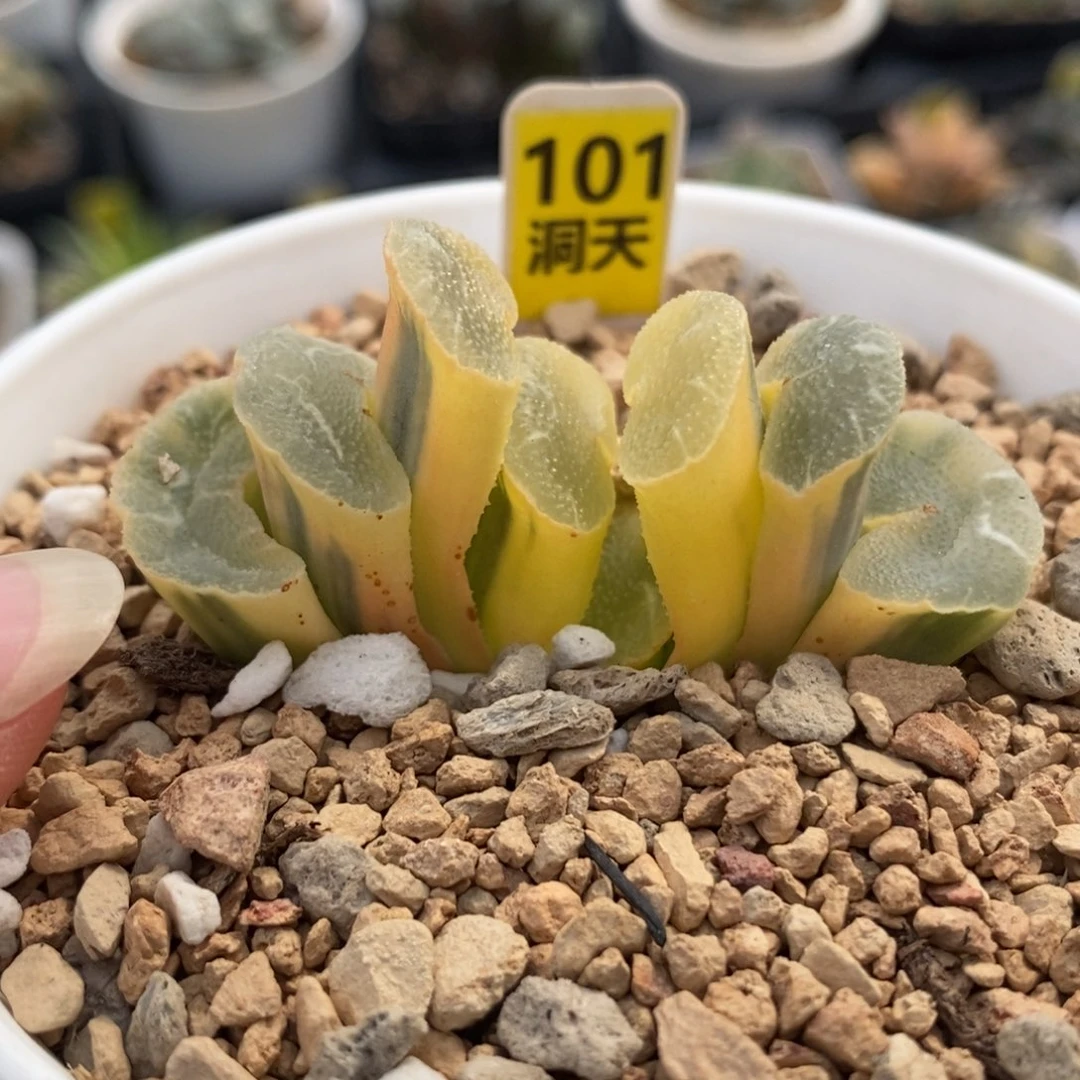101糊斑大绳玉扇锦