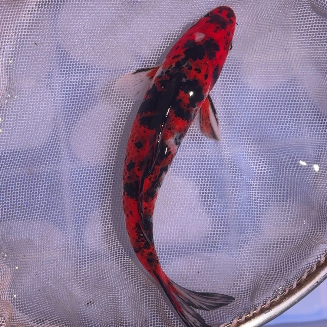 锦鲤精品锦鲤大放漏