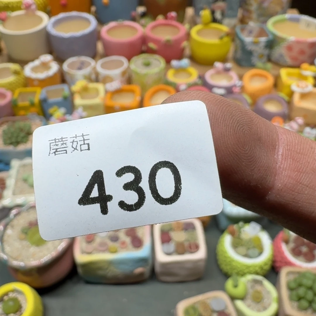 蘑菇430肉锥群好看