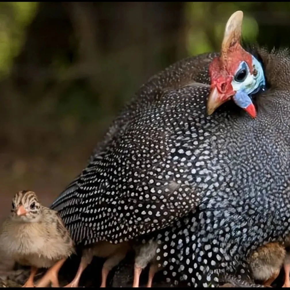宠物鸡 珍珠鸡 观赏鸡 珍珠鸡顺丰包邮活鸡