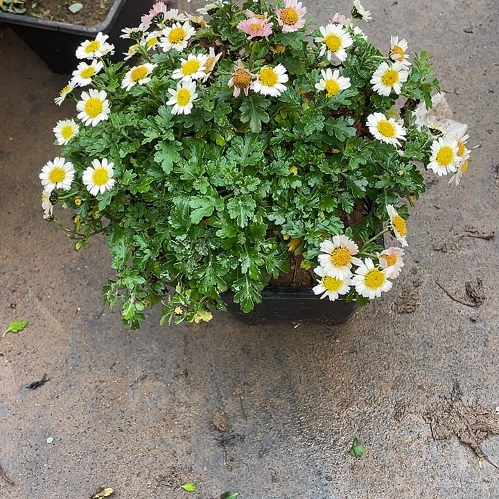 花***时45菊花菊花家花花花花