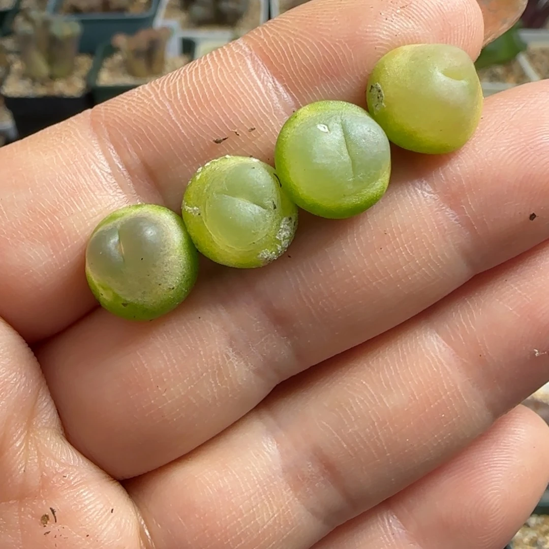 多肉植物拉登1一组21号