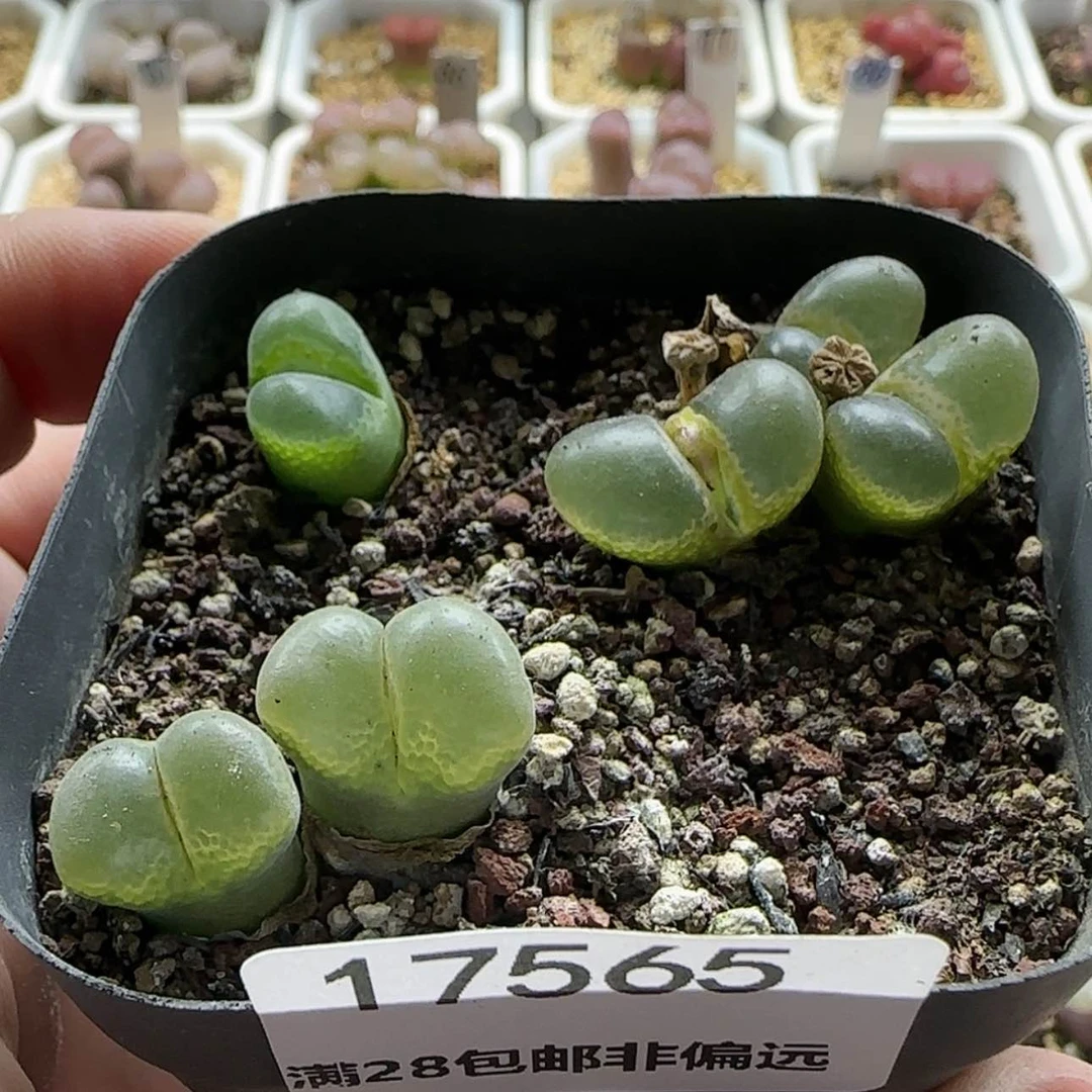 【闪购商品】17565