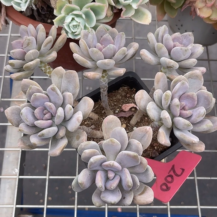 两单包邮，一物一拍200手指美人