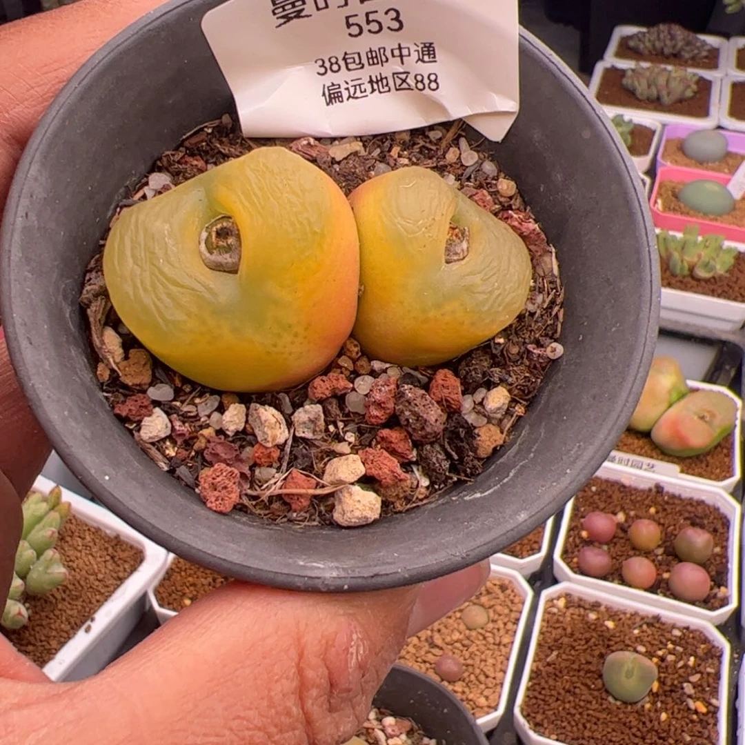 2.19毛多肉植物553