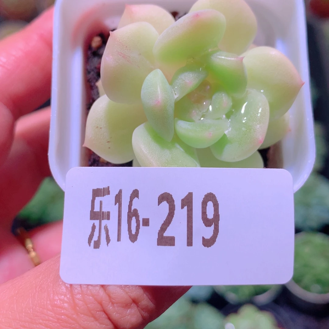 乐然16-219 新品单头