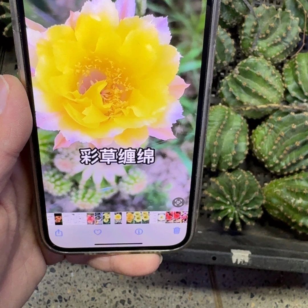 250彩草缠绵歪无根侧牙4公分左右，20包邮