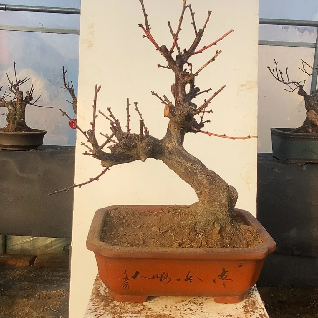 全部花苞20年野梅嫁接莳出锦