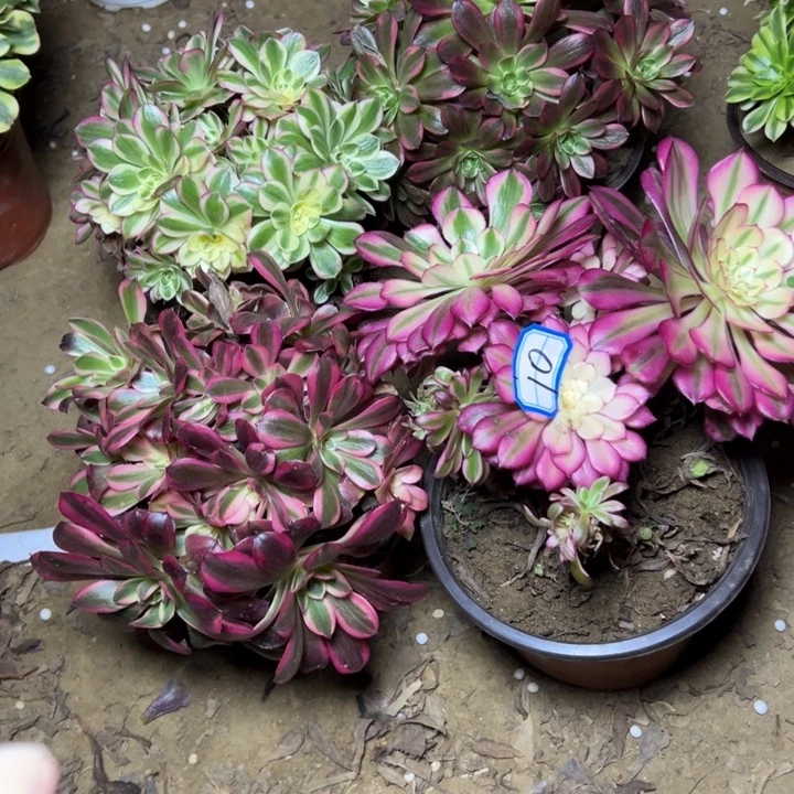 多肉植物断枝不包10