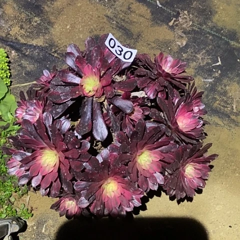 多肉植物法师30黑同白