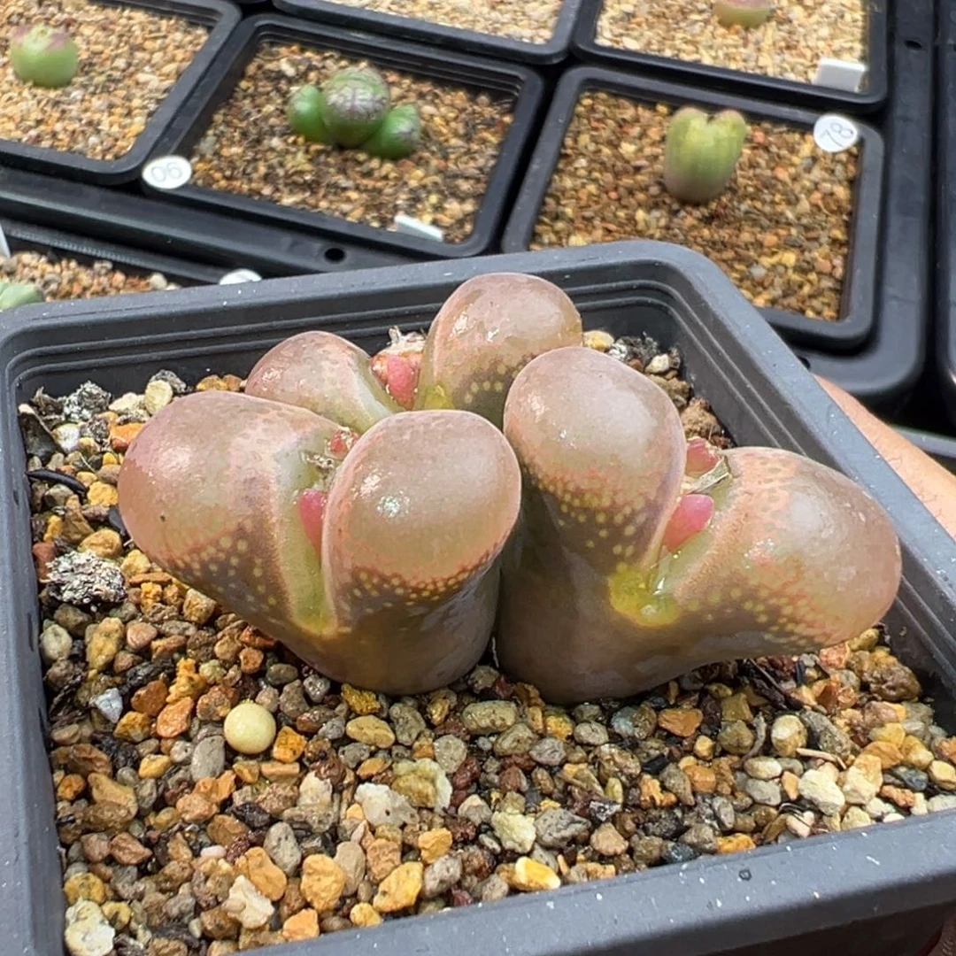 170多肉三头优选日本原株风铃一棵特