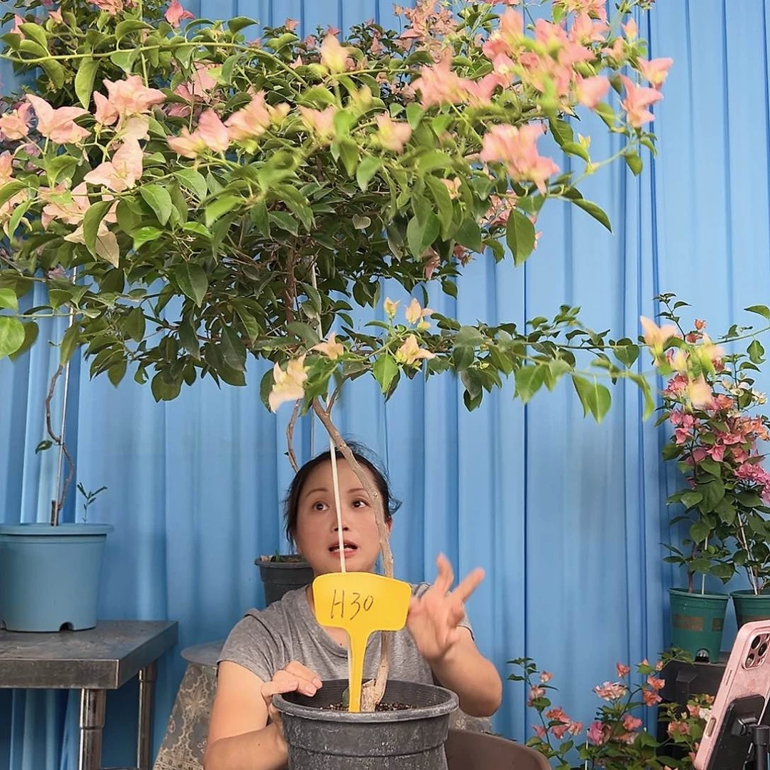 浪***笑当前无花栽培后可以开花H30卡亚塔