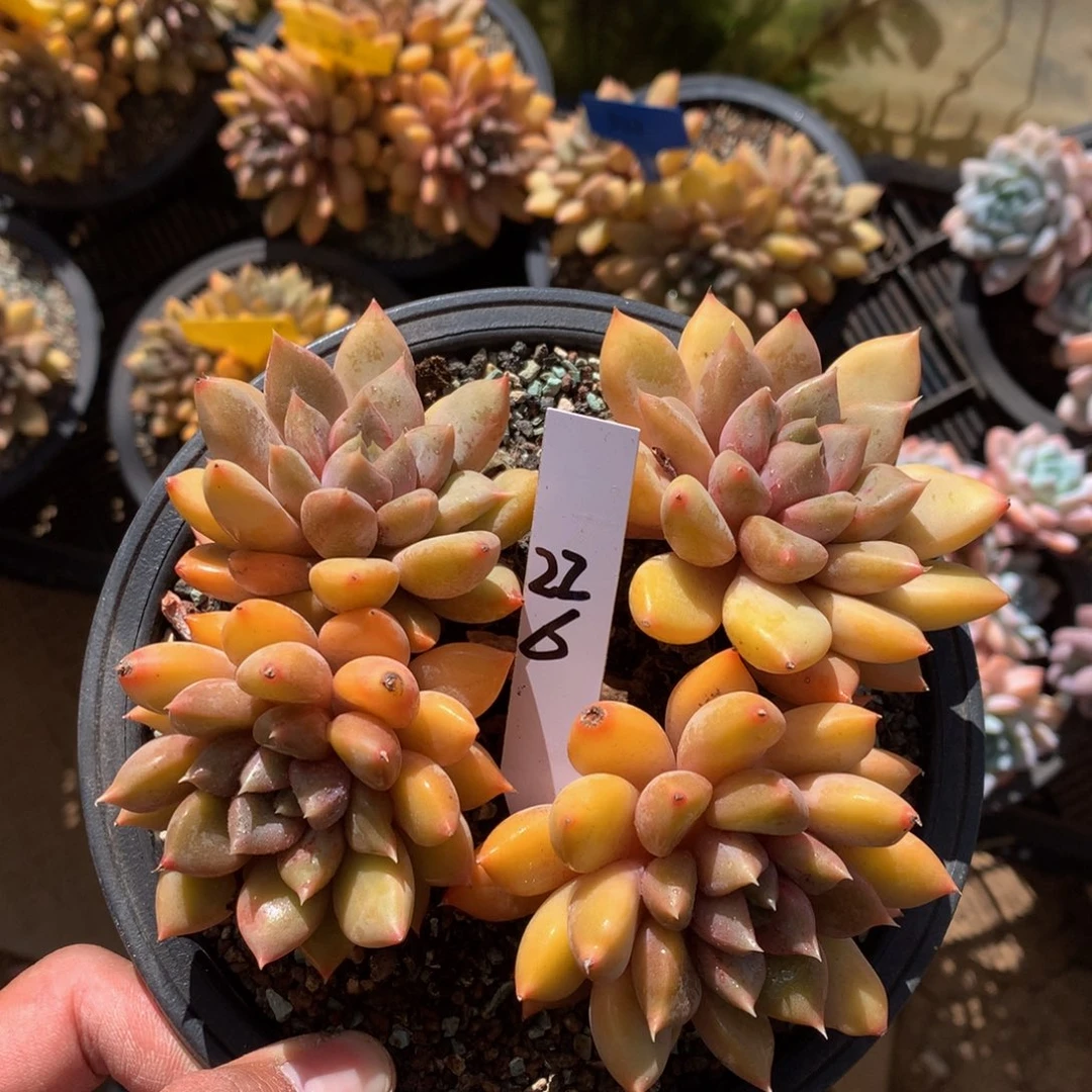 红心R肉肉肉肉太挑剔