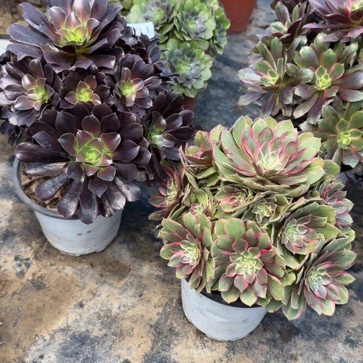 921花纳➕莲花座包邮。