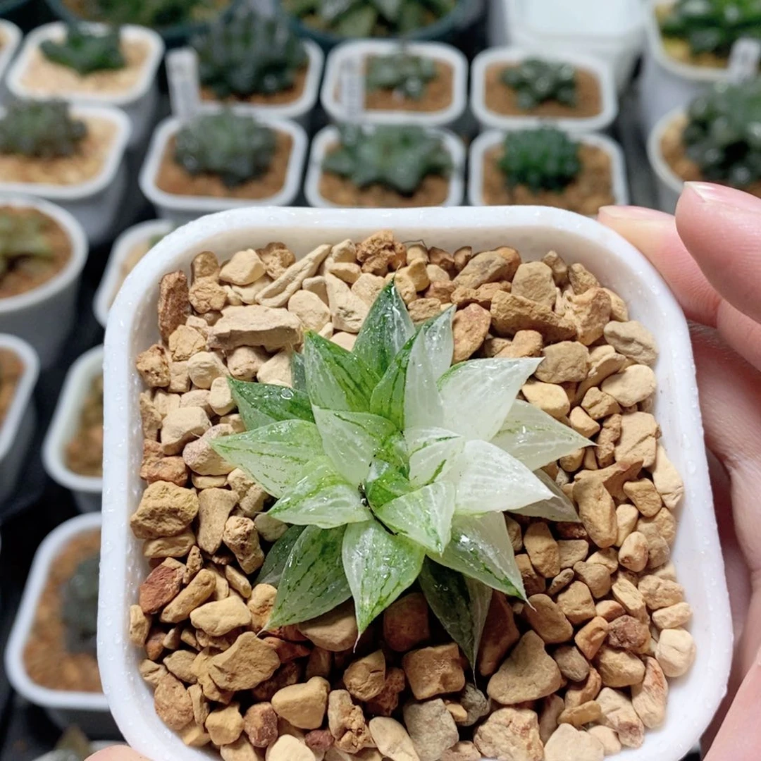 元祖冰沙糖锦多肉植物