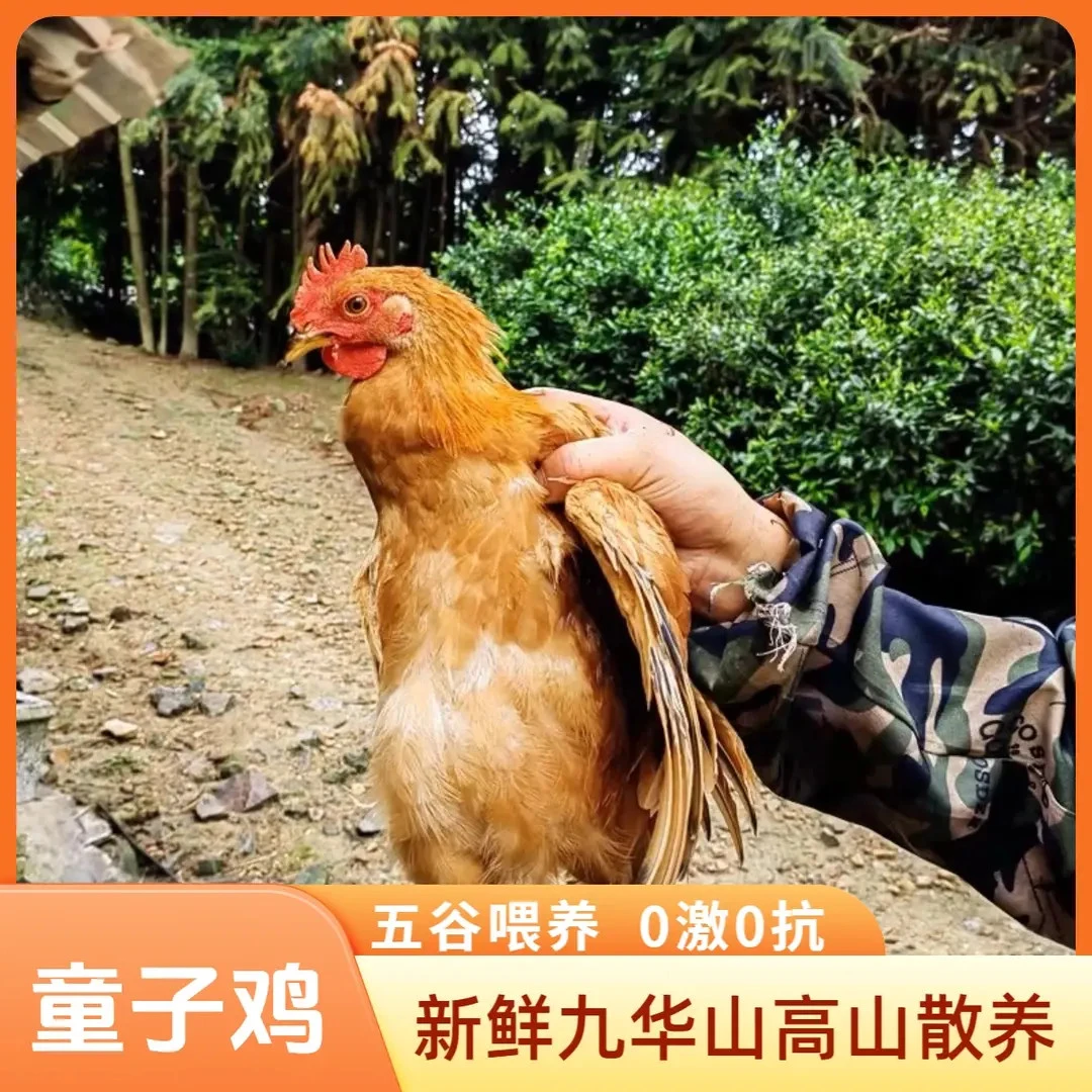 2只皖南童子鸡土鸡农家山林散养草鸡笨鸡小公鸡整只装新鲜现杀