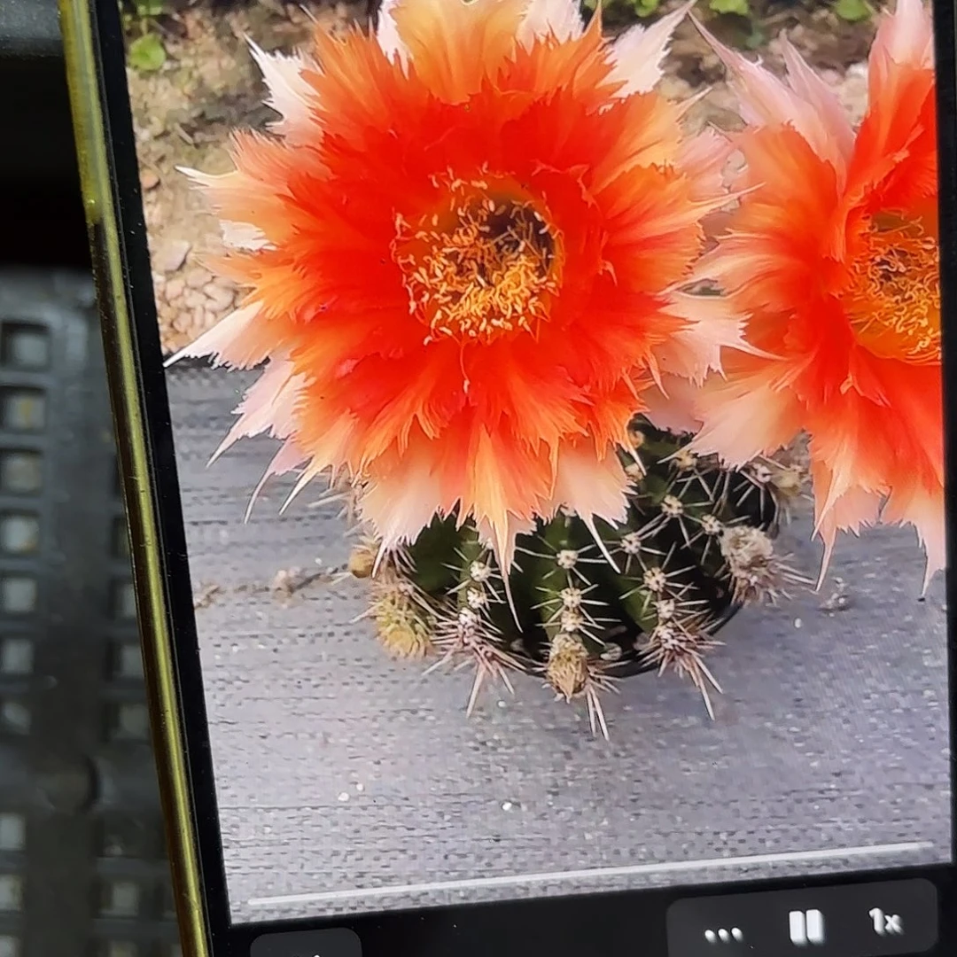 魔羽彩侧牙20包邮仙人球51