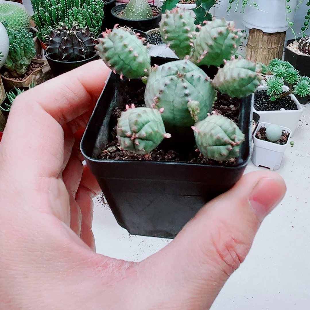 多头布纹球仔吹仙人球