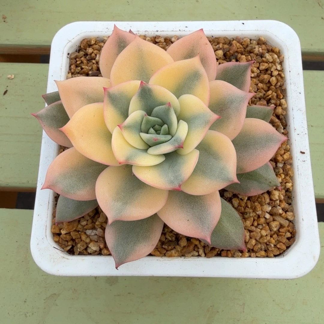 粉艾丽卡锦锦上园艺一物一拍