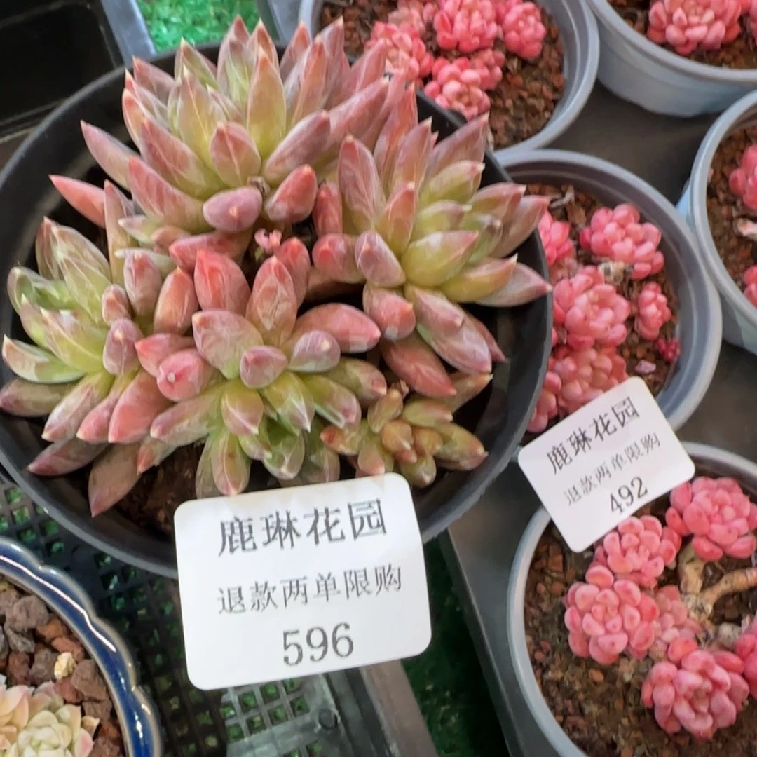 ?****g闪购精品多肉596号