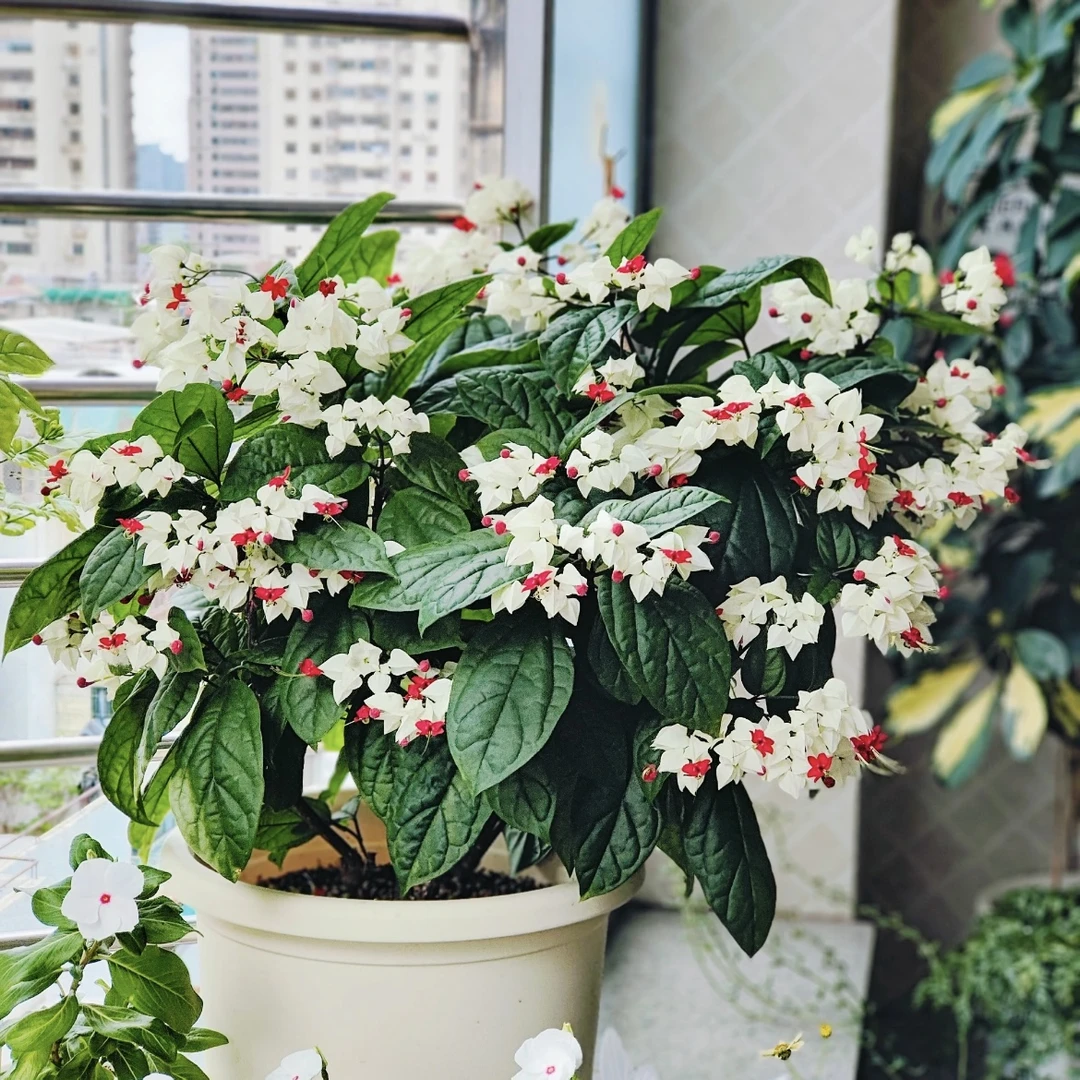 龙吐珠盆栽花卉喜光照喜水庭院阳台新手易养护