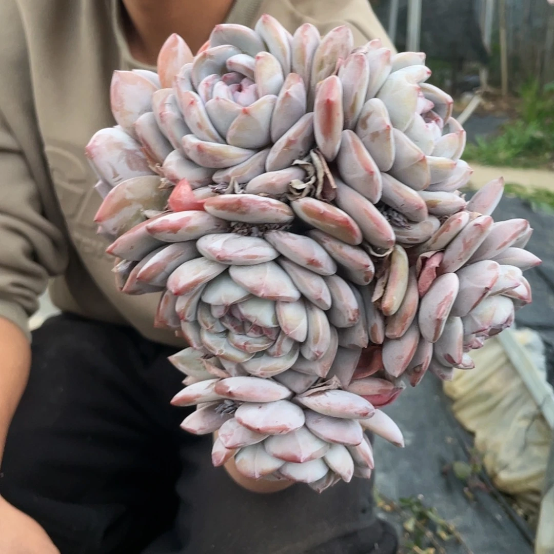 6头老桩多头群星影