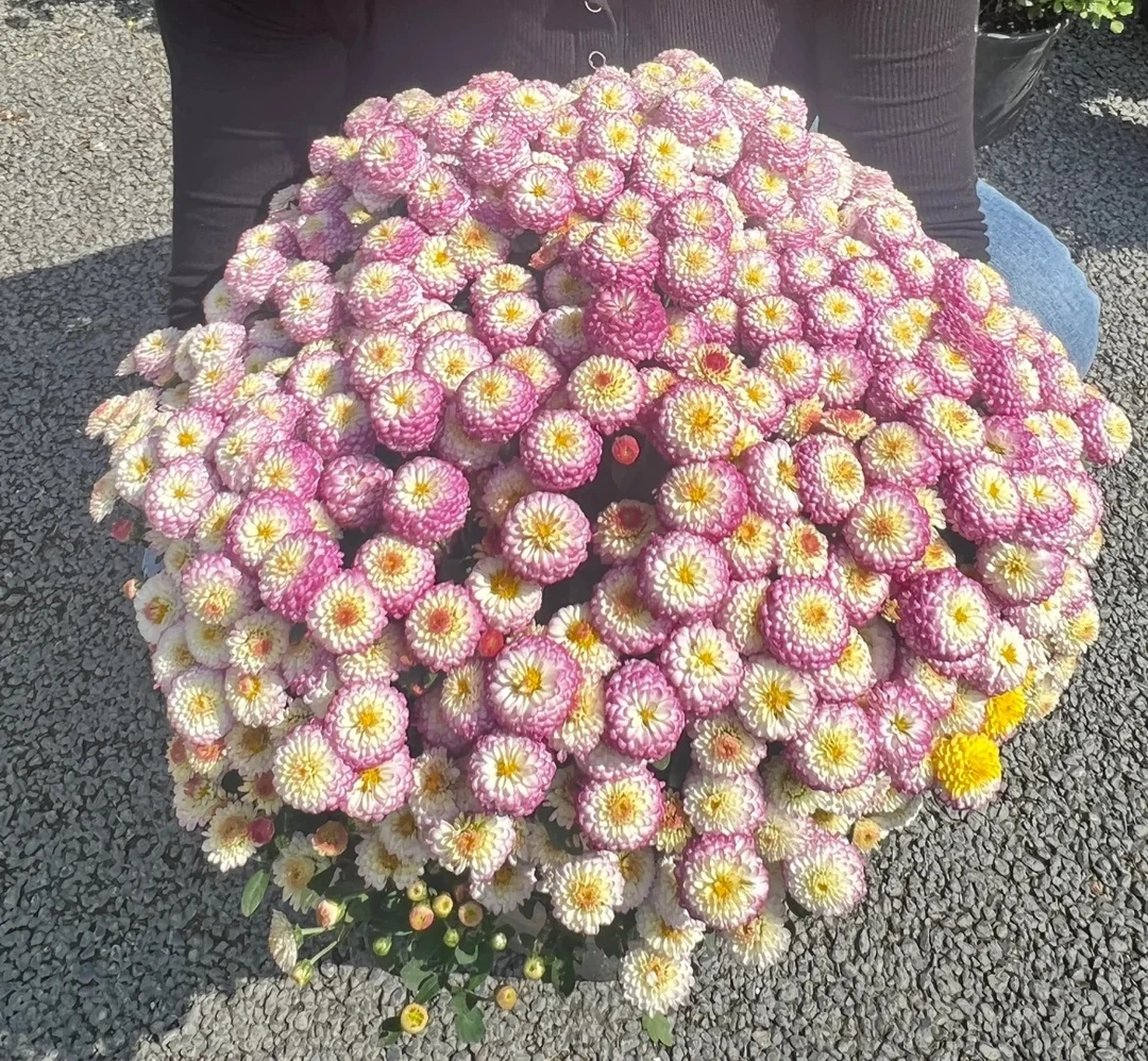 【奶油粉黛】球菊盆栽千头菊菊耐热花期长带花苞室内外好养