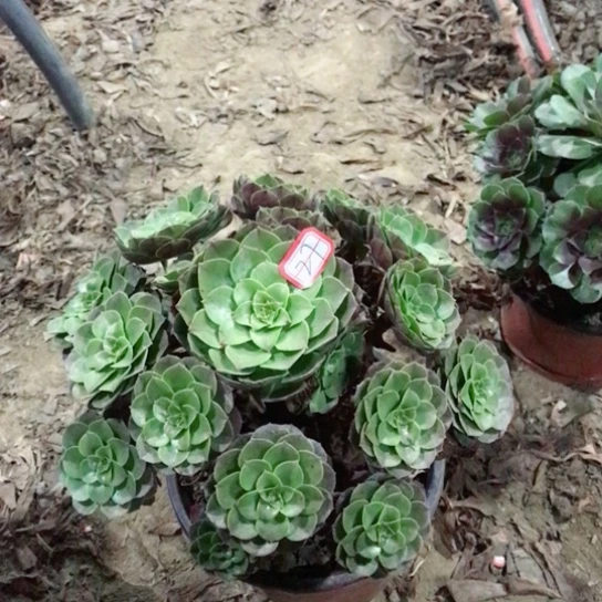 包***人万圣节法师多肉植物27