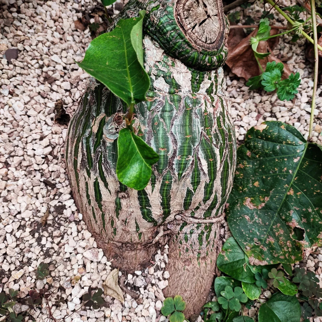 龟甲木棉足球木棉稀有快根30cm  沙生植物多肉植物
