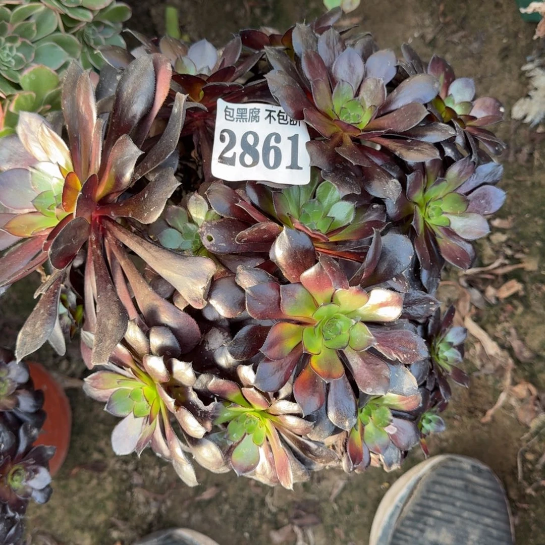 法师黑曜石2861 18-45