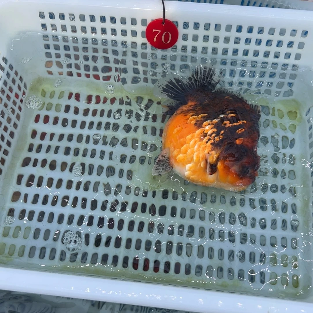 小***肖金鱼你好吗我好想你啊我