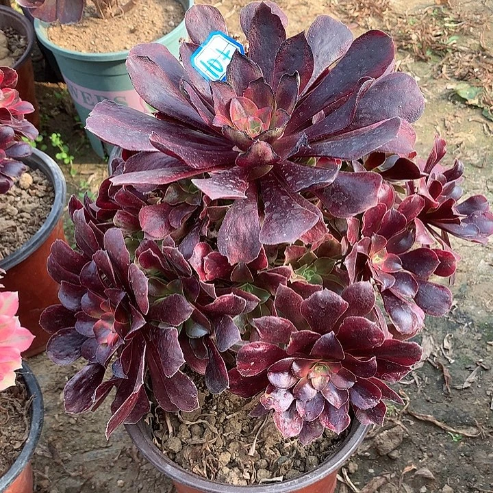 多肉植物蒙娜丽莎1064
