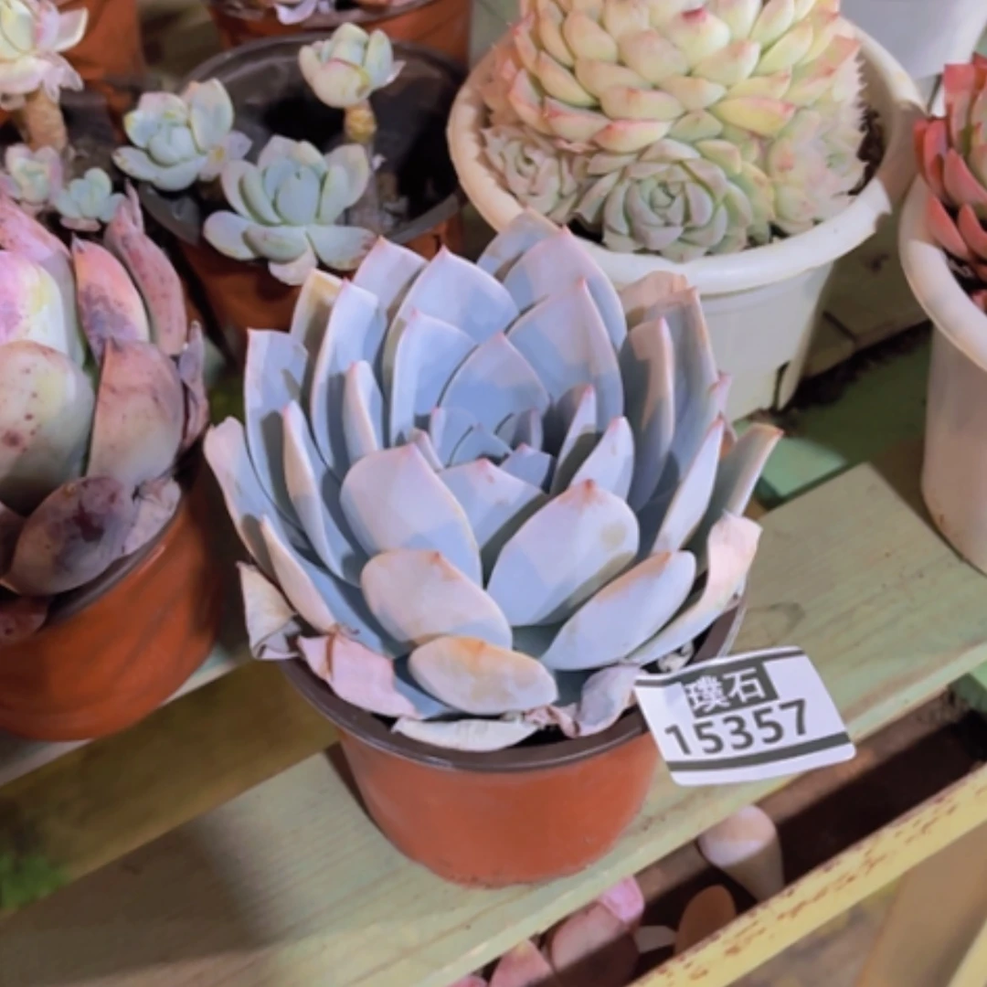【闪购商品】白莲15357