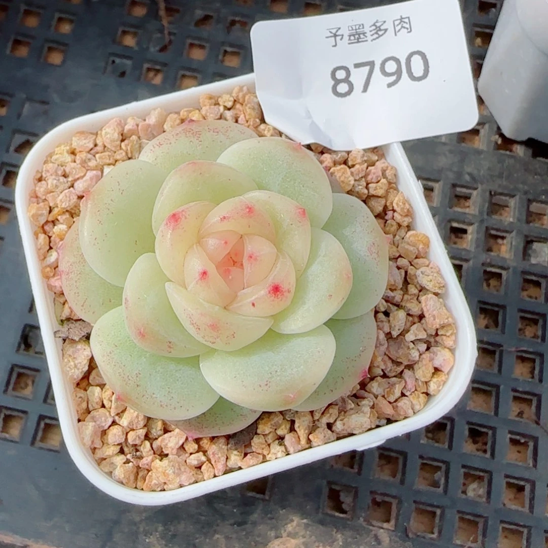 润玉珍妮，8790多肉植物