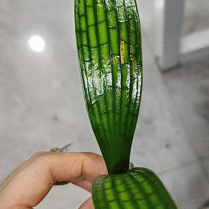 完全开放完全开放