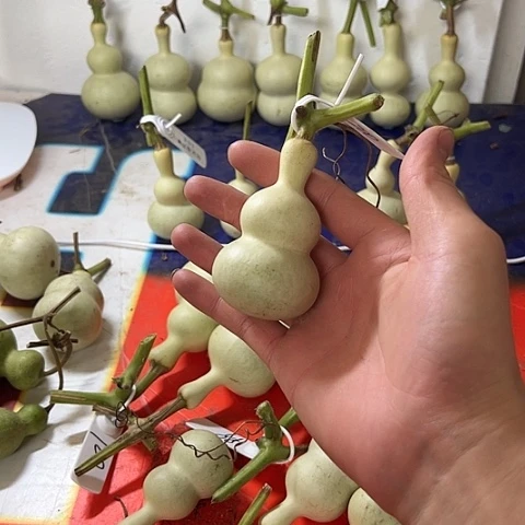 卡***5哈哈哈哈哈哈哈哈哈