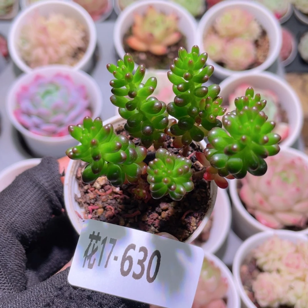 花利美17-630红色浆果