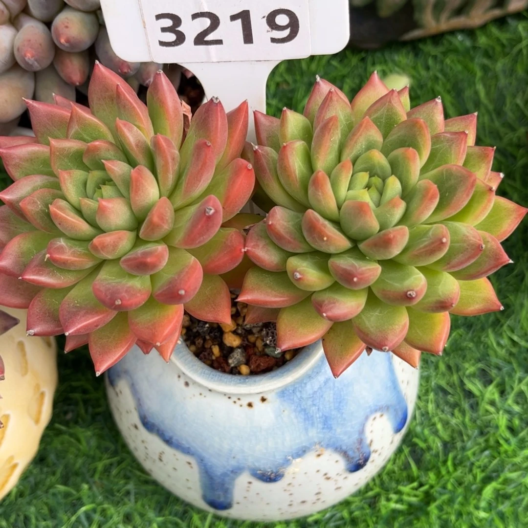 不***调多肉植物3219带盆