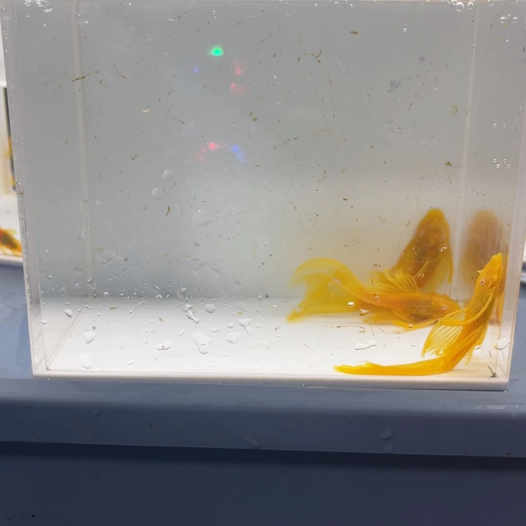 孔雀鱼大号帆4条开箱视频报损