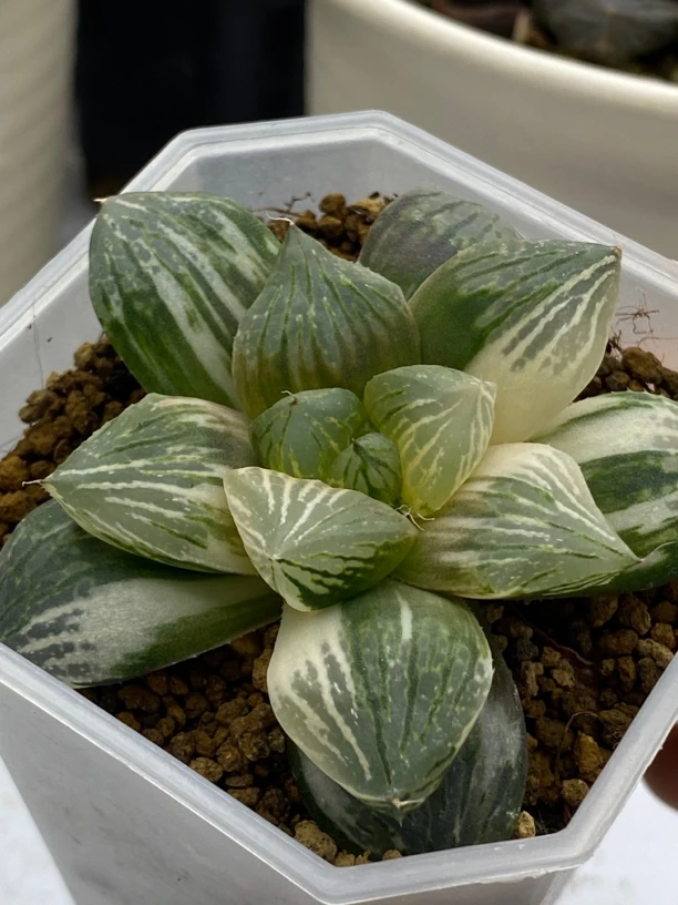 多肉植物玉潭寿锦室内盆栽带盆