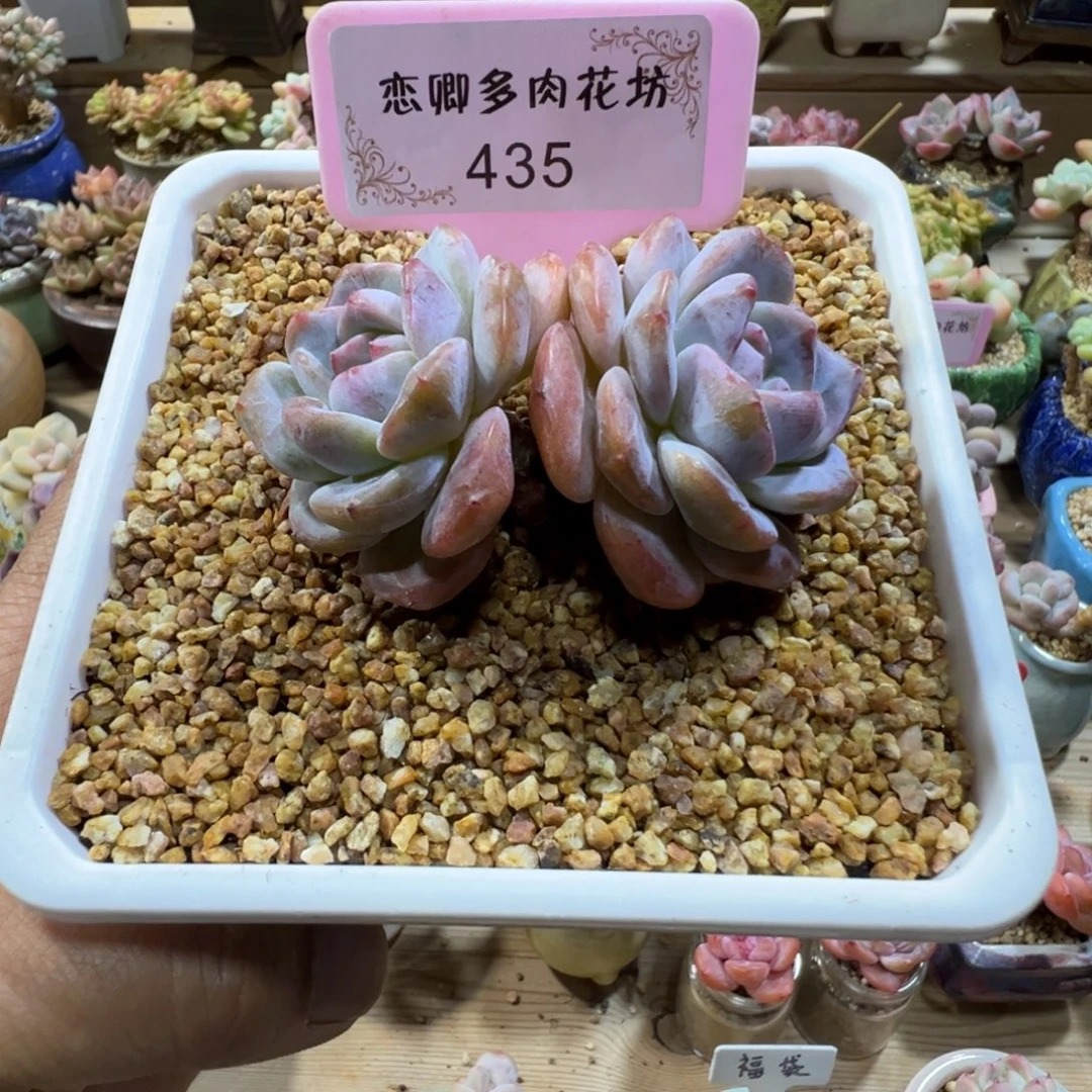 435星影2头老桩粗腿