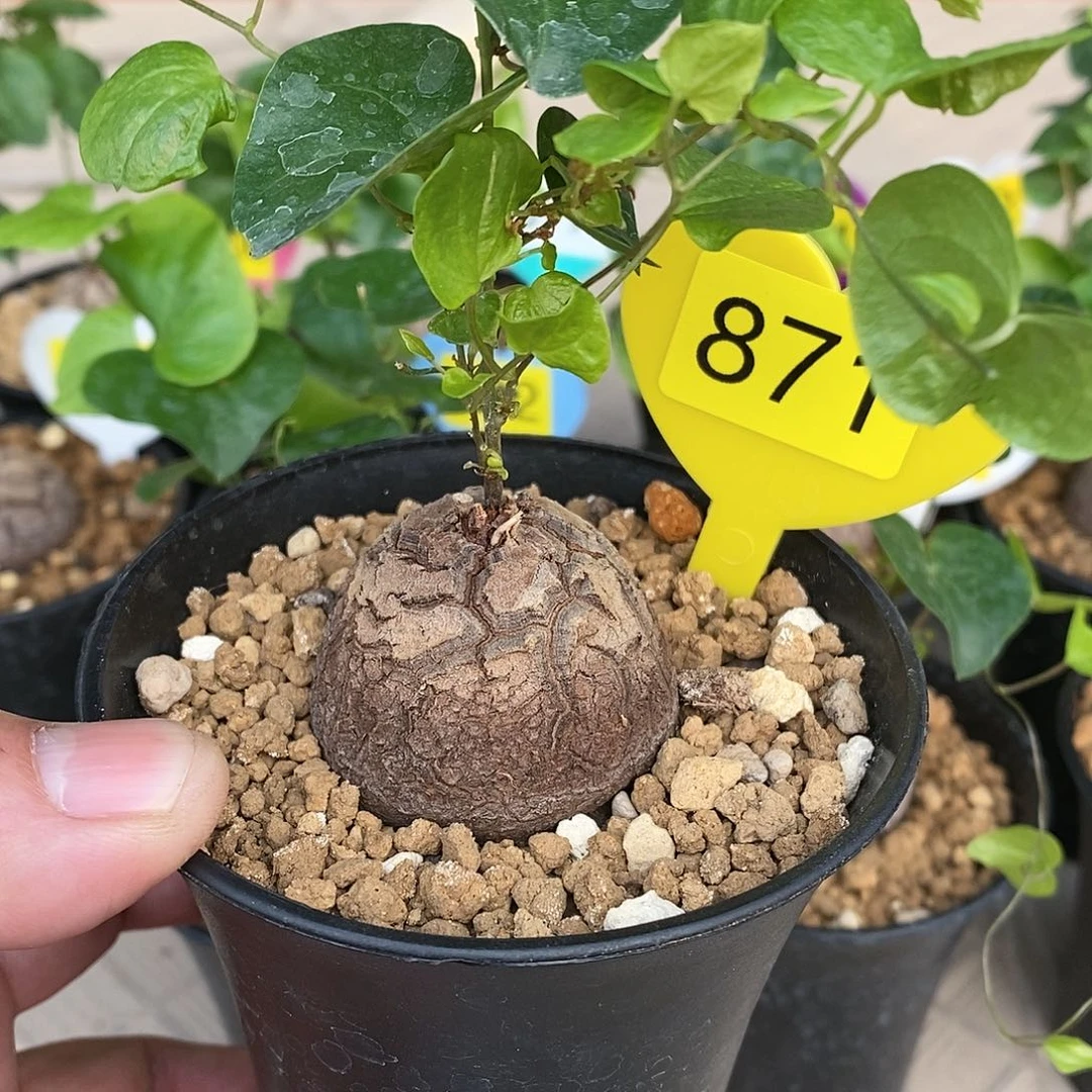 南非龟甲龙龟甲龙