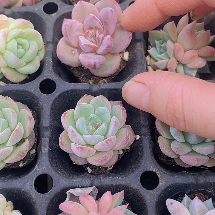 175 ；多肉植物盆栽植物