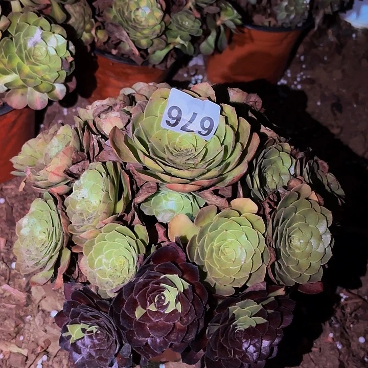 676花花公子多肉植物不售后
