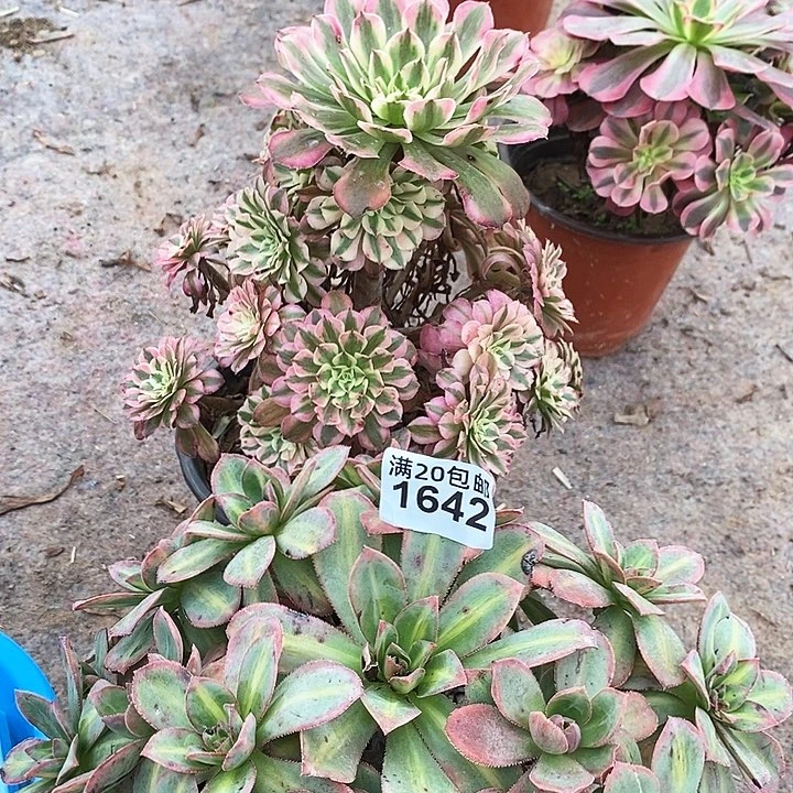 1642 两颗法师多肉