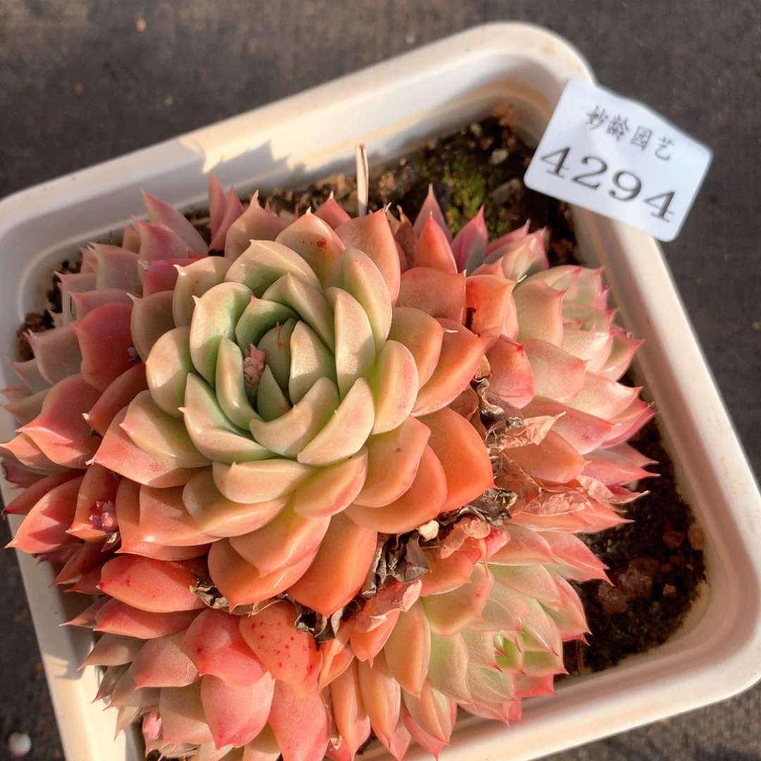 494杂交多肉植物