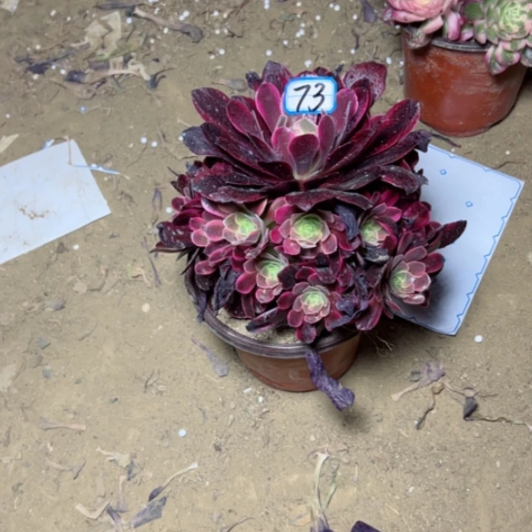 【闪购商品】紫*梦多肉植物凤冠73