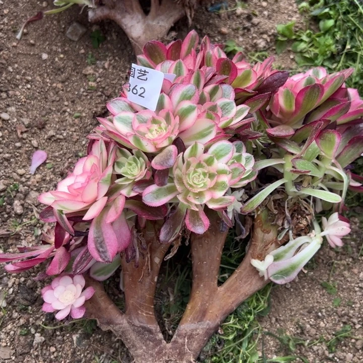 倾城母本朵朵多肉植物362