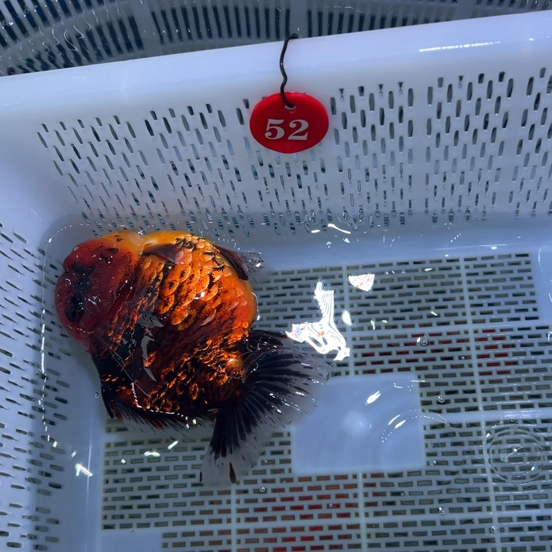 N***…海水鱼你好自认为自己对他来说